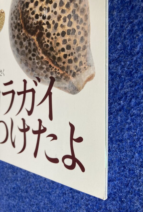 タカラガイをみつけたよ　月刊かがくのとも　2012年2月号 - 画像 (5)