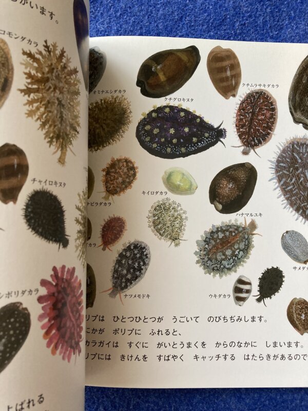 タカラガイをみつけたよ　月刊かがくのとも　2012年2月号 - 画像 (9)