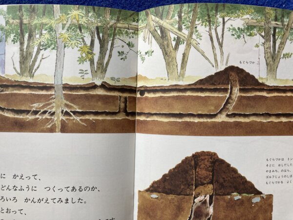 かがくのとも　にわのもぐら　1984年　12月（189号） - 画像 (12)